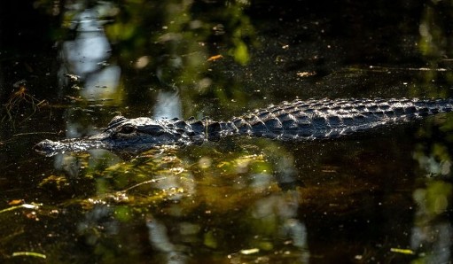 Everglades Gator